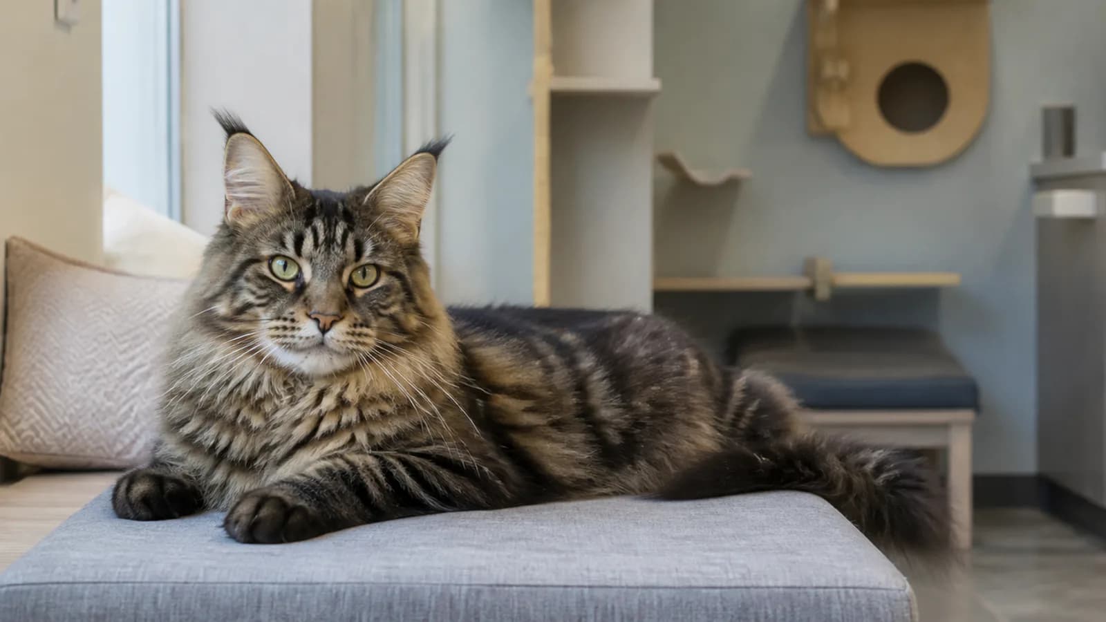 Stock veterinary care image — not a photo of Kitten to Cat Hospital