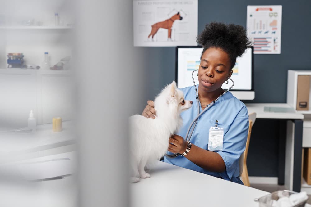 Vet with pet