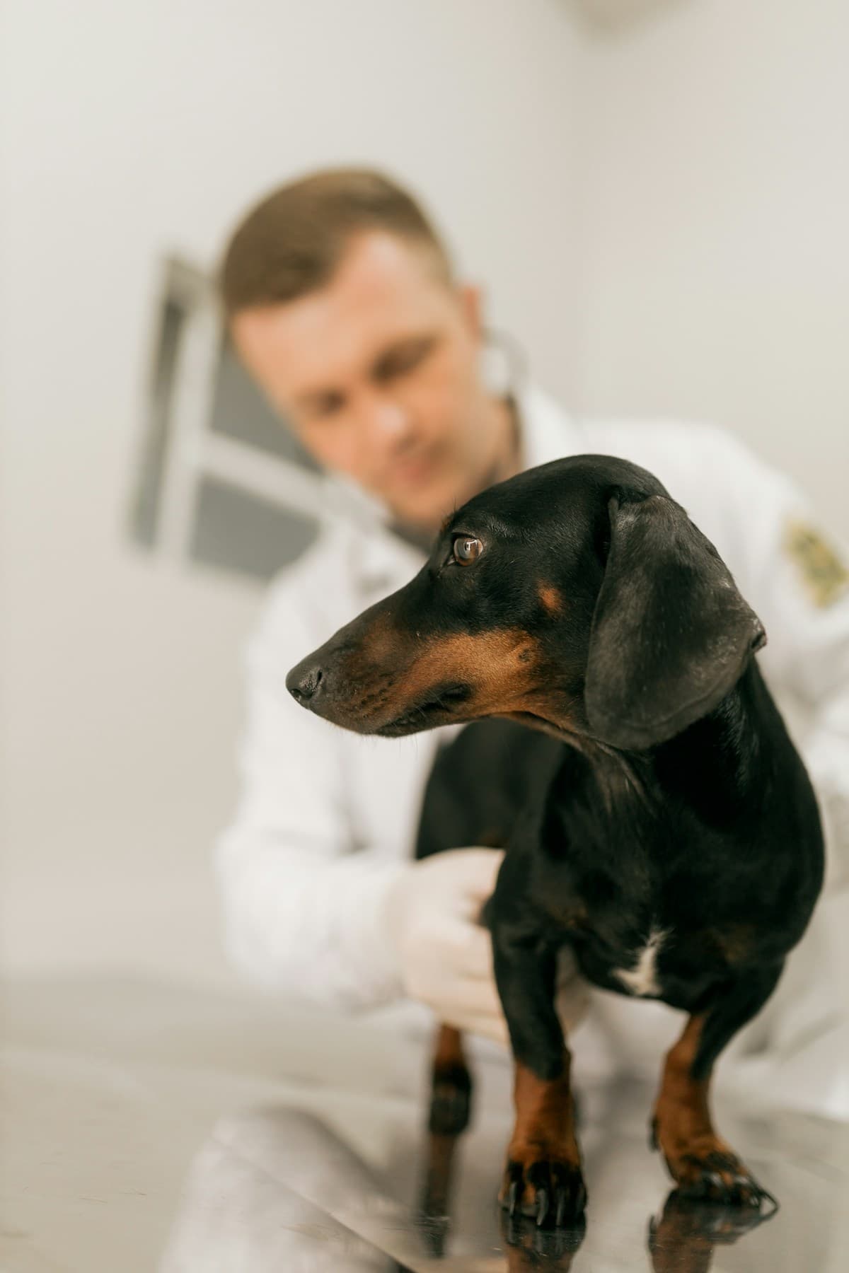 Veterinarian gently examining a dachshund