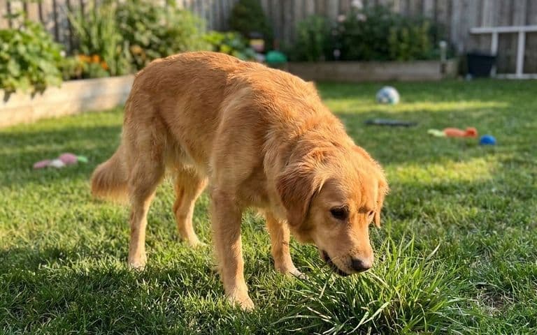 Why Do Dogs Eat Grass? A Vet's Guide to Normal Behavior vs. Medical Risk