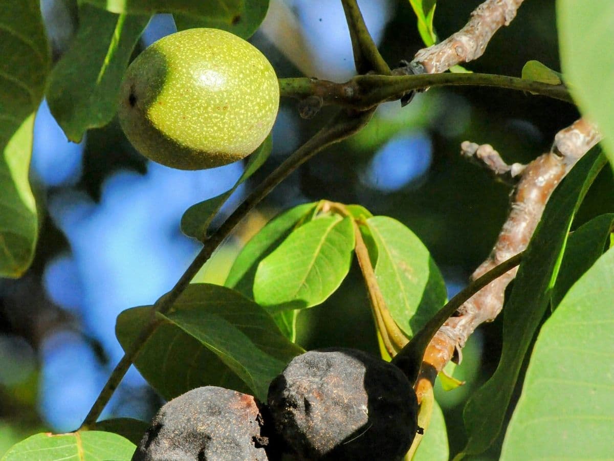 A black walnut tree with ripe walnuts, posing a danger to dogs who eat the bark and walnuts