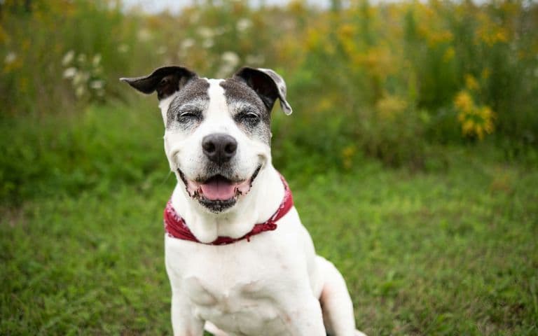 Senior Dog Care: The Evidence-Based Guide to Helping Your Dog Age Well