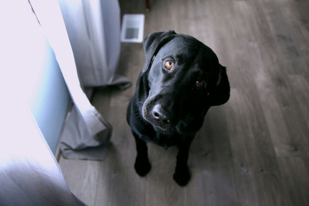 a dog at home after vomiting - about to go to the veterinarian for a check up