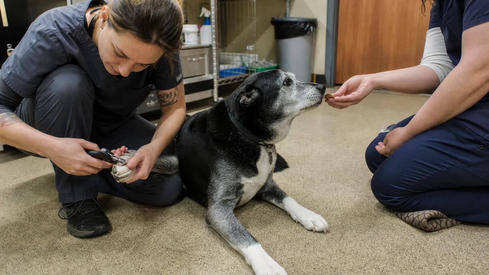 Stock veterinary care image — not a photo of CareVet of Williamsburg
