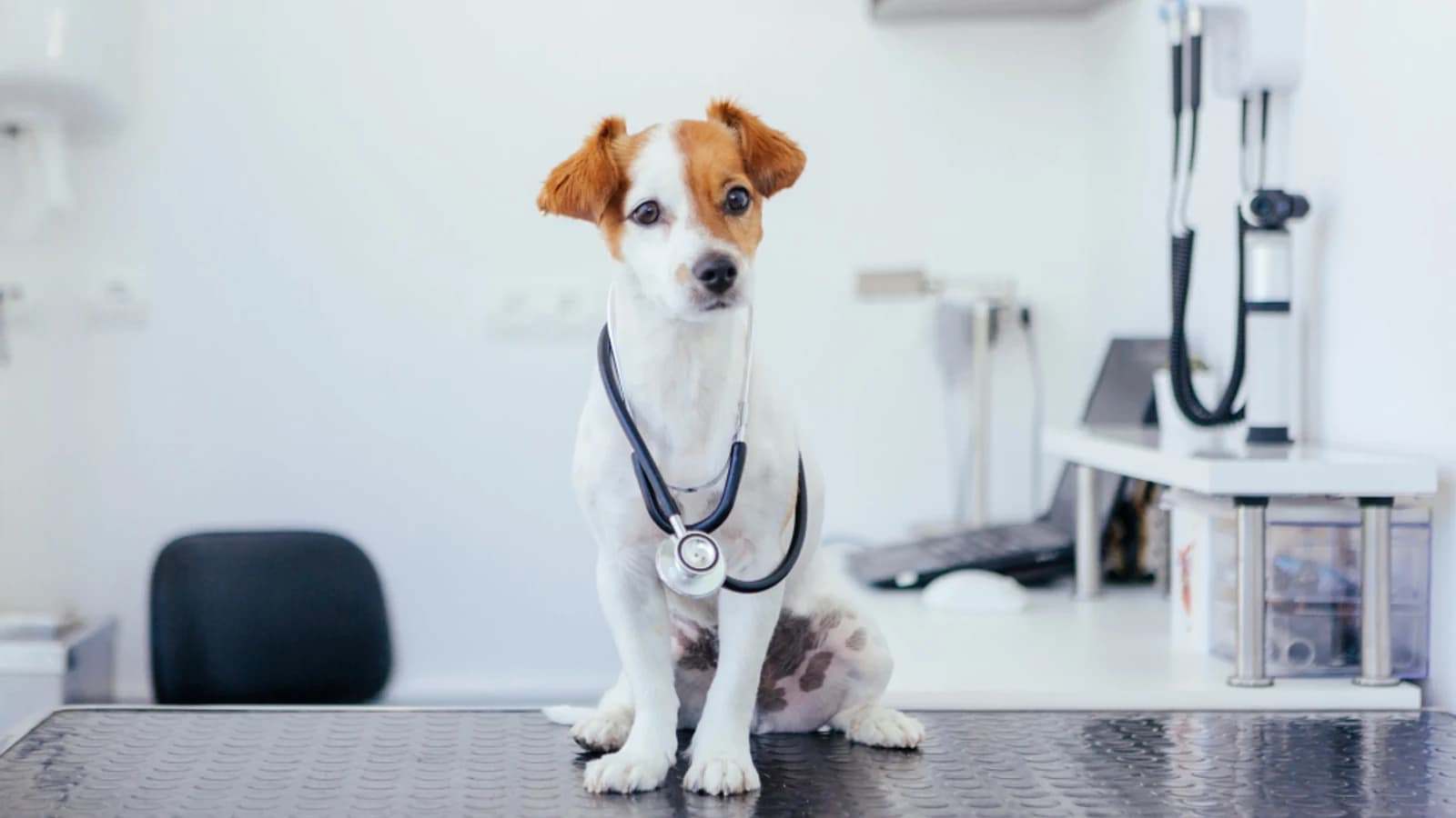 Stock veterinary care image — not a photo of Burns Court Veterinary Care
