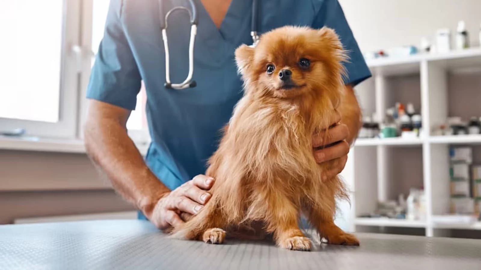 Stock veterinary care image — not a photo of Animal Medical Clinic of Rosmary