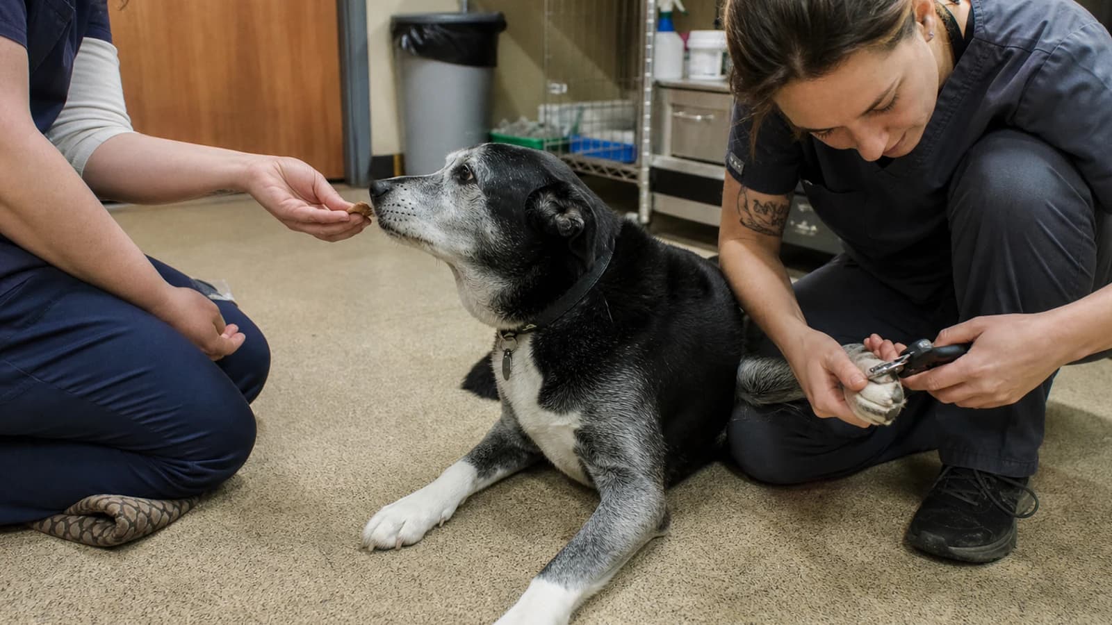 Stock veterinary care image — not a photo of Ashton Animal Clinic and Pet Resort