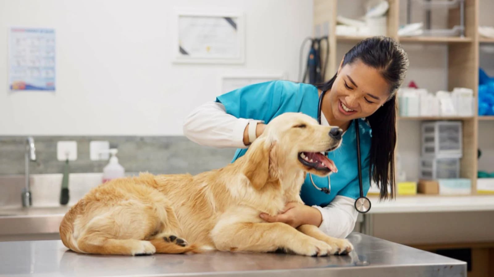 Stock veterinary care image — not a photo of Veterinary Center of Sarasota