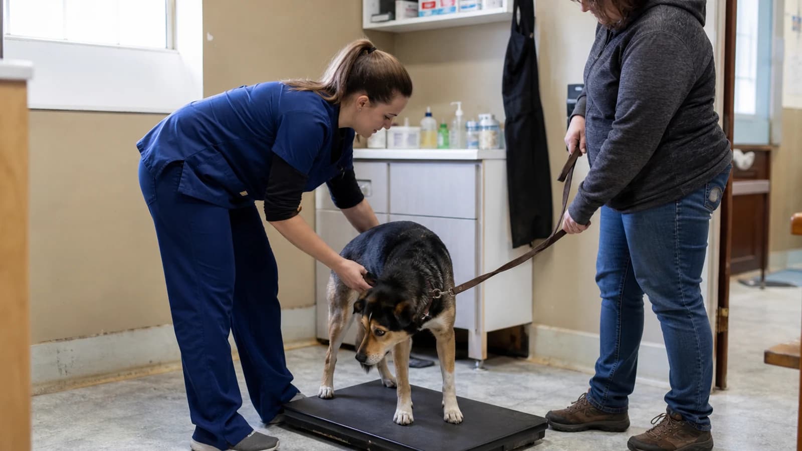 Stock veterinary care image — not a photo of UrgentVet Sarasota
