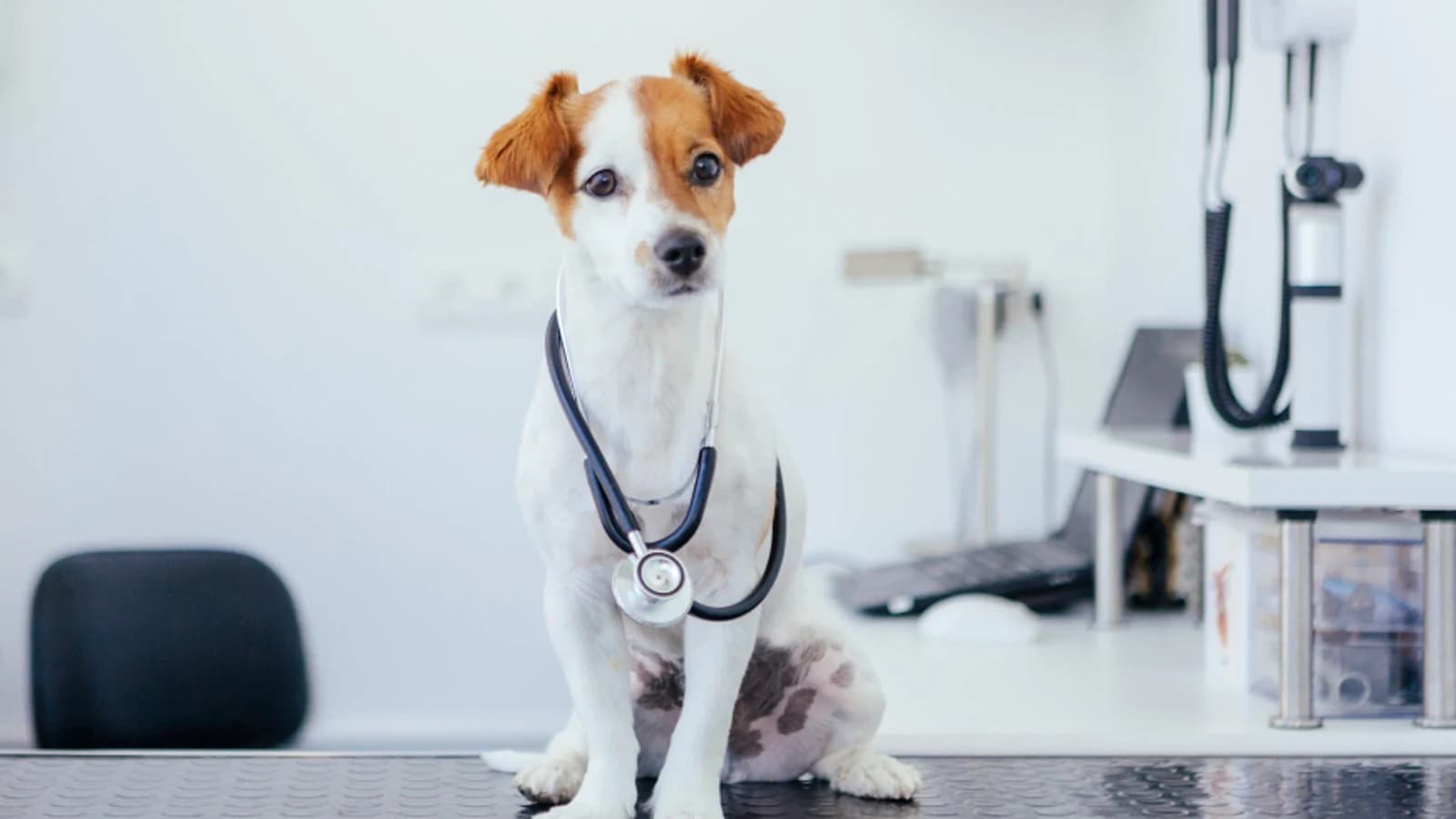 Stock veterinary care image — not a photo of Salty Paws Veterinary Urgent Care