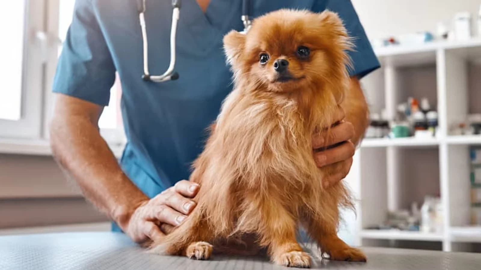 Stock veterinary care image — not a photo of Banfield Pet Hospital - Sarasota University Park