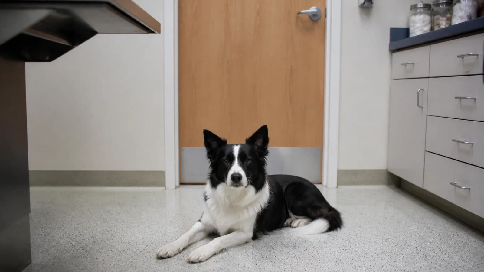 Stock veterinary care image — not a photo of Keystone Veterinary Clinic
