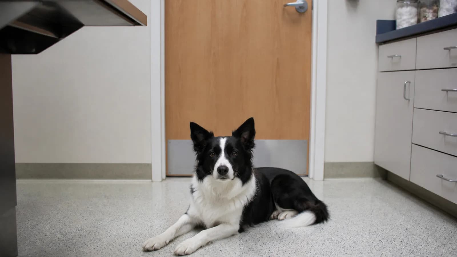 Stock veterinary care image — not a photo of Christina Animal Hospital