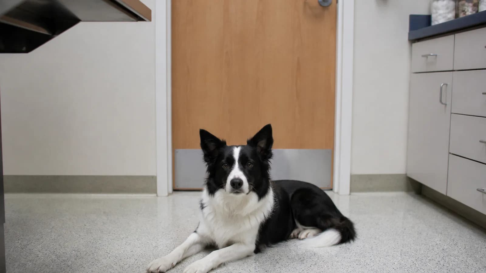Stock veterinary care image — not a photo of Manitou Hill Vet Practice